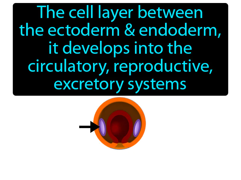 Mesoderm Definition Mesoderm Definition