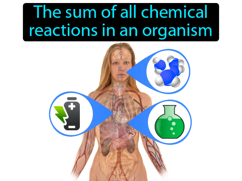 Metabolism Definition