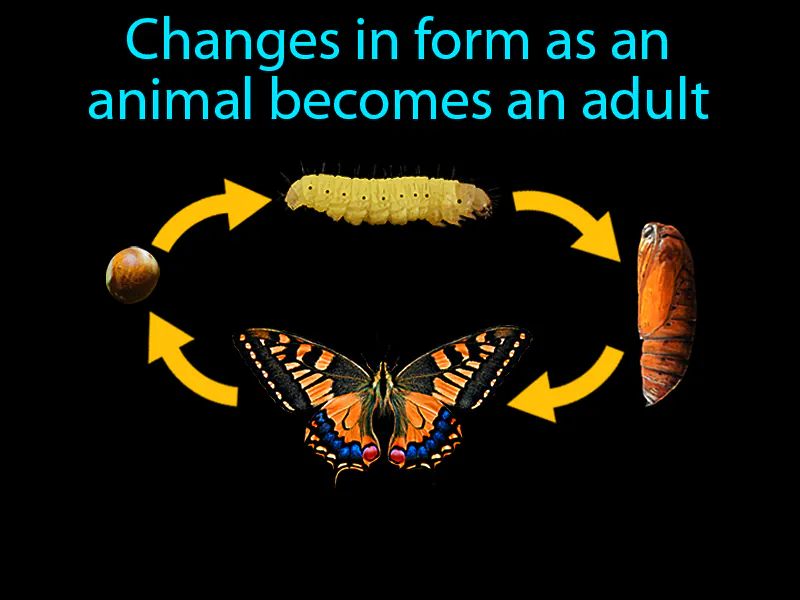 Metamorphosis Definition Metamorphosis Definition