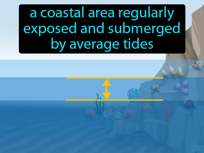 Mid-intertidal Zone Definition Mid-intertidal Zone Definition