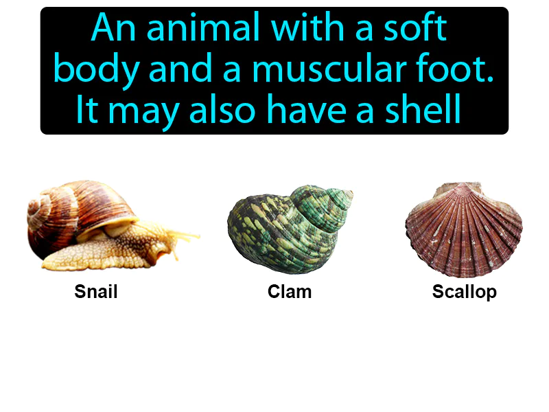 Mollusk Definition Mollusk Definition