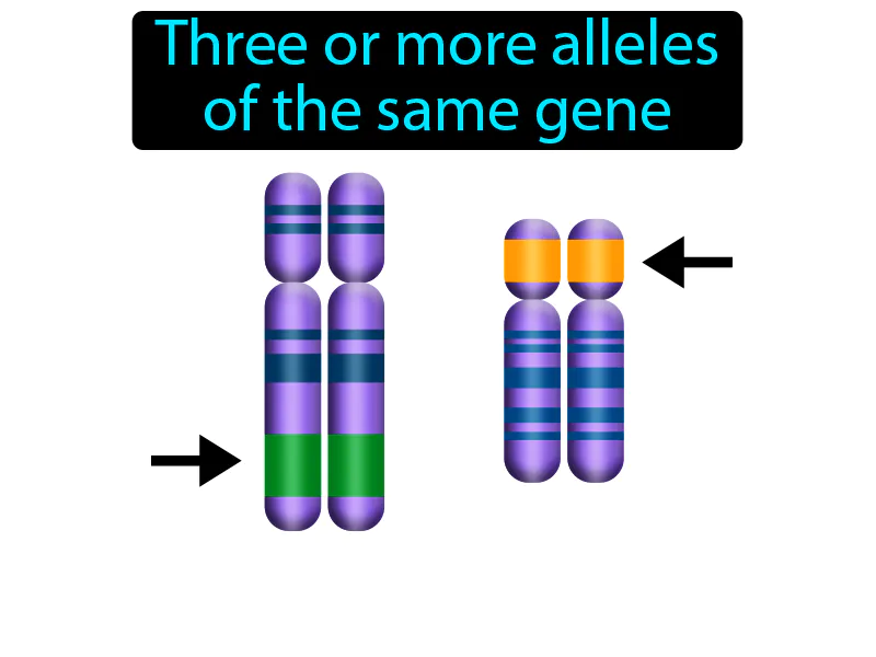 Multiple Allele Definition Multiple Allele Definition