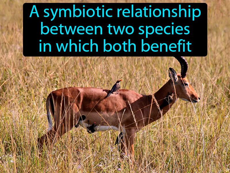 Mutualism Definition Mutualism Definition