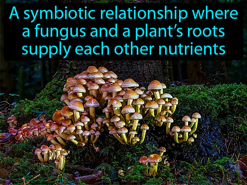 Mycorrhiza Definition Mycorrhiza Definition