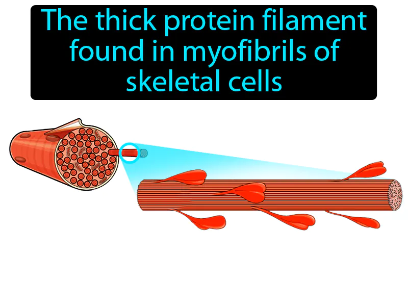 Myosin Definition Myosin Definition