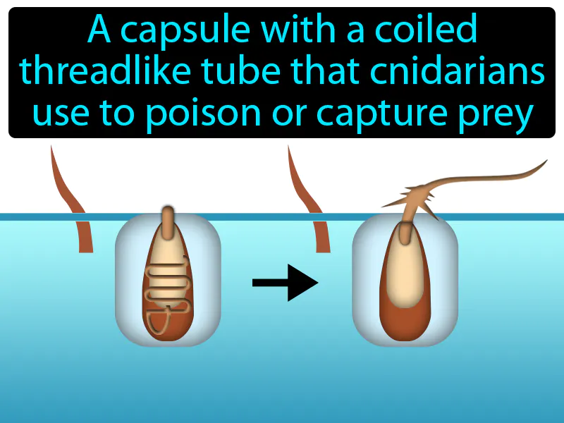 Nematocyst Definition Nematocyst Definition