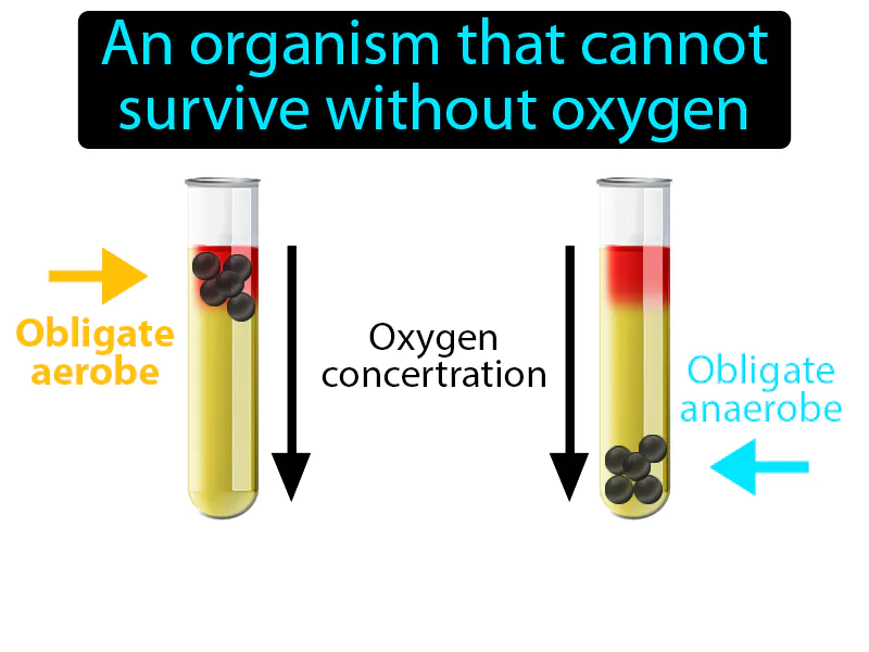 Obligate Aerobe Definition Obligate Aerobe Definition