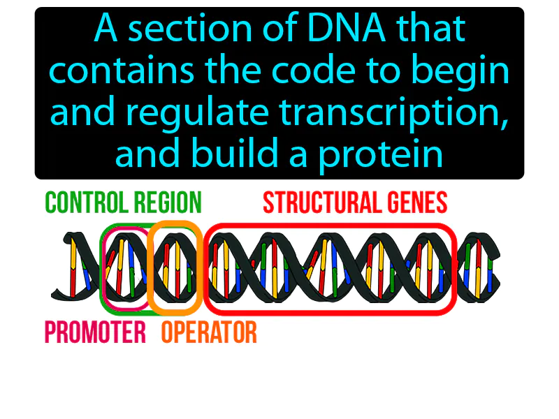 Operon Definition Operon Definition