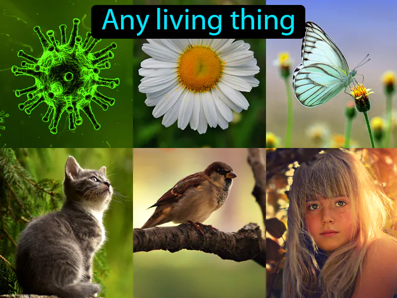 Organism Definition Organism Definition