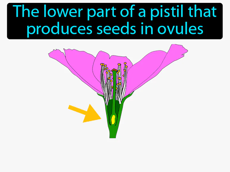 Ovary Flower Definition Ovary Flower Definition
