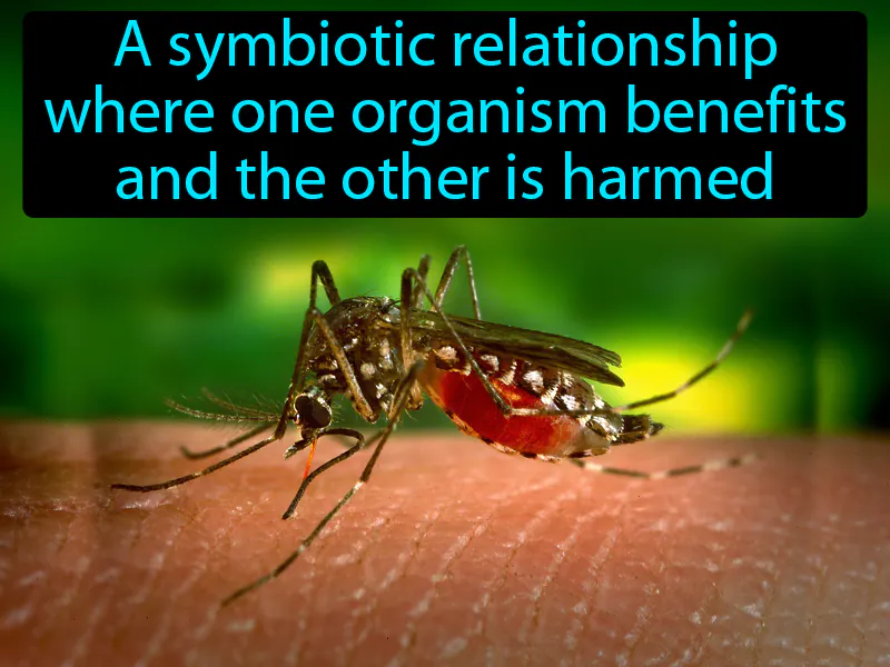 Parasitism Definition Parasitism Definition