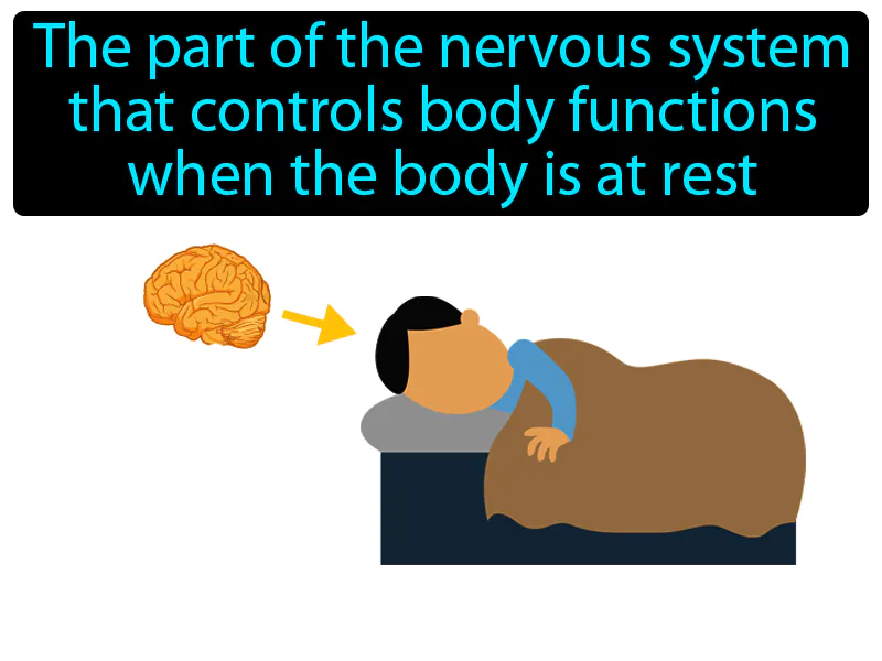Parasympathetic Nervous System Definition Parasympathetic Nervous System Definition
