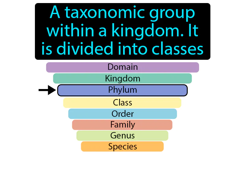 Phylum Definition Phylum Definition