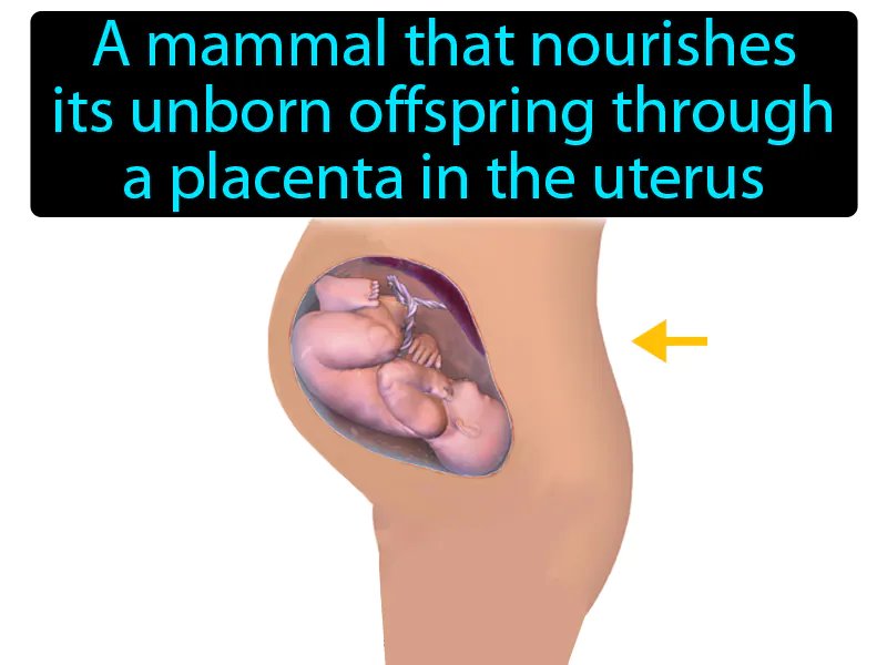 Placental Mammal Definition Placental Mammal Definition
