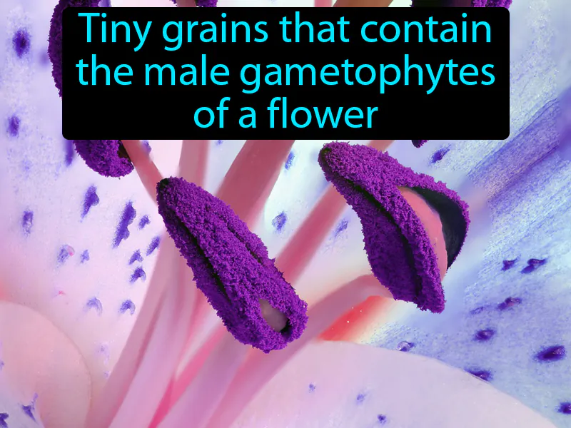 Pollen Definition