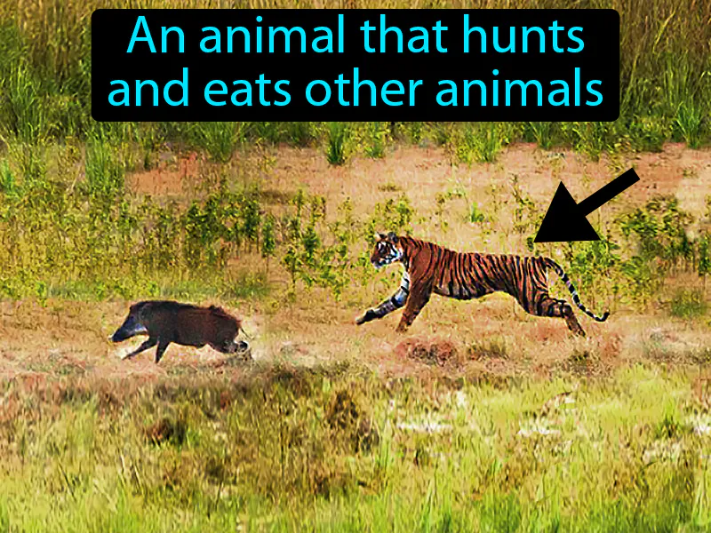 Predator Definition Predator Definition