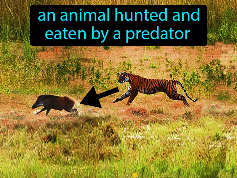 Prey Definition Prey Definition