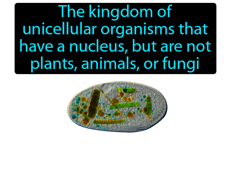 Protista Definition Protista Definition