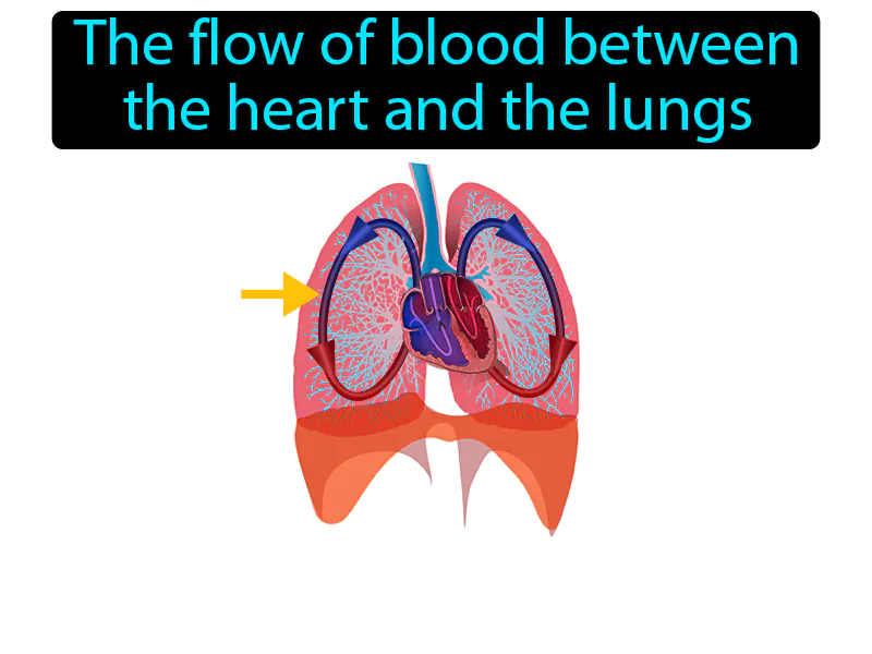 Pulmonary Circulation Definition Pulmonary Circulation Definition