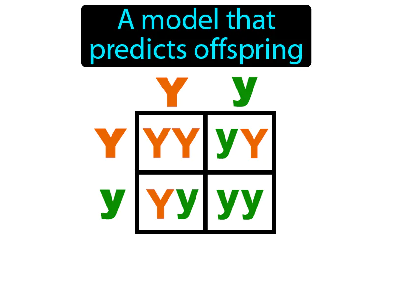 Punnett Square Definition Punnett Square Definition