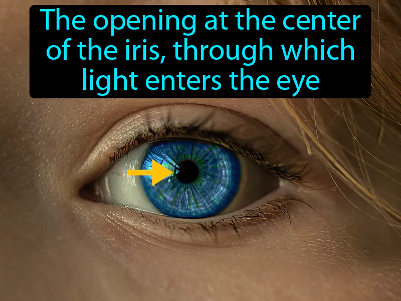 Pupil Definition