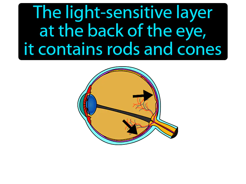 Retina Definition Retina Definition