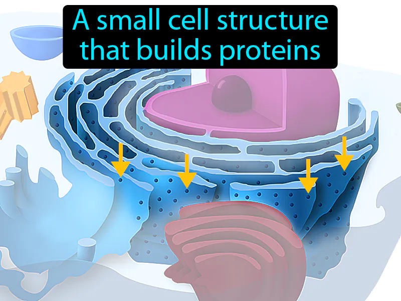 Ribosome Definition