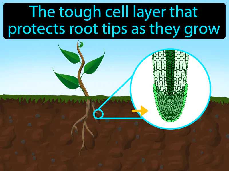 Root Cap Definition Root Cap Definition