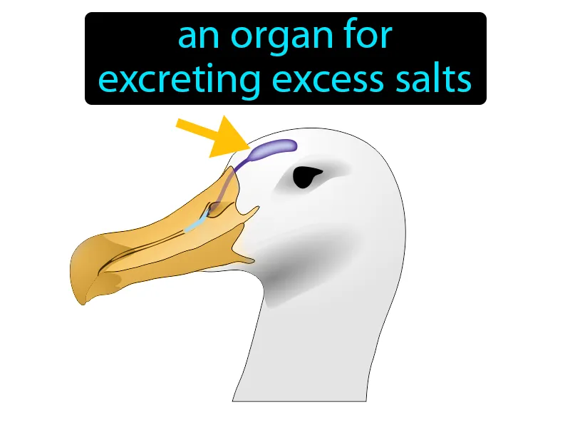 Salt Gland Definition Salt Gland Definition