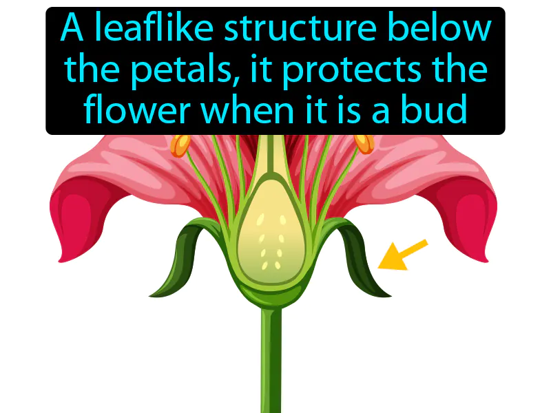 Sepal Definition Sepal Definition