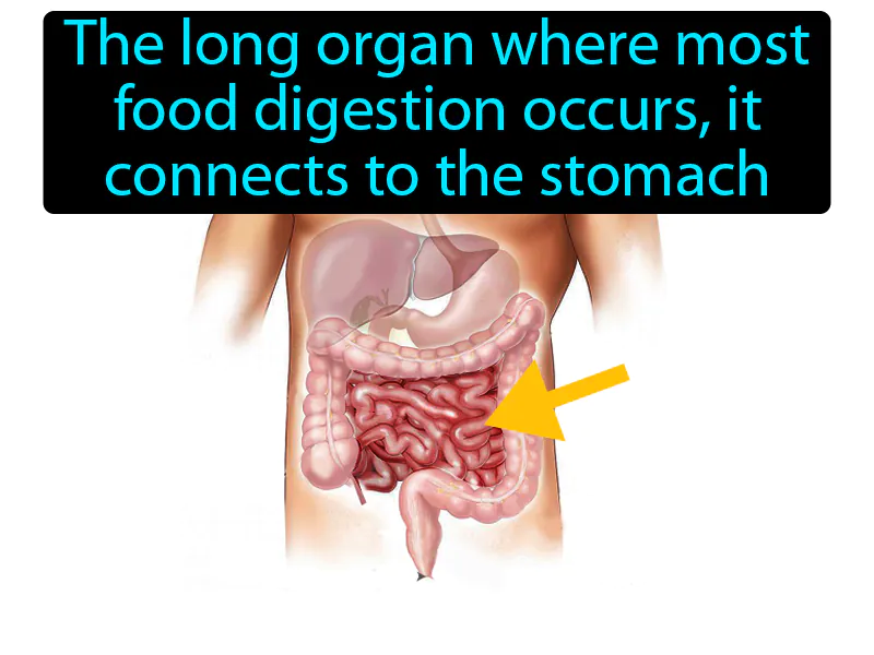 Small Intestine Definition Small Intestine Definition