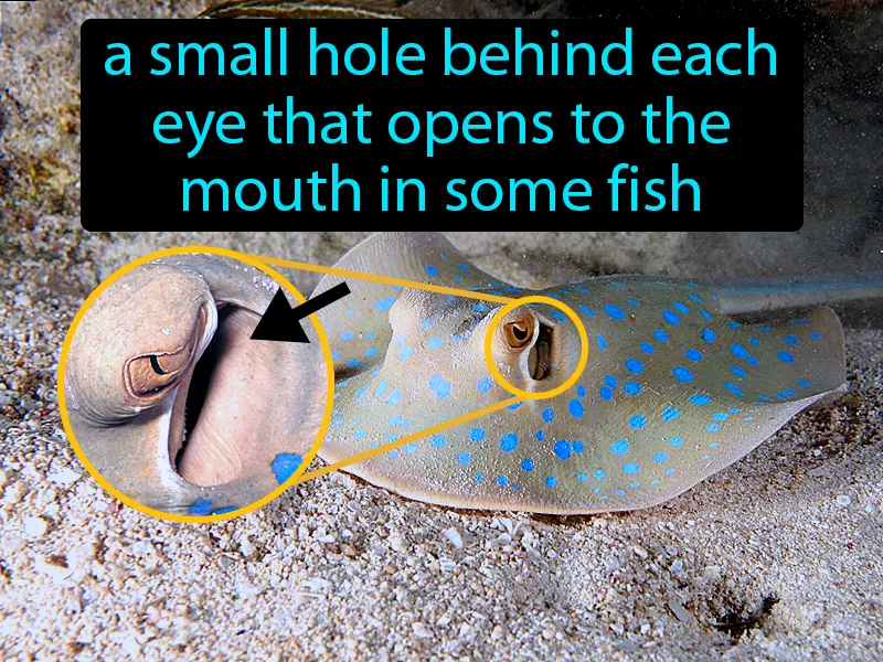Spiracle In Fish Definition Spiracle In Fish Definition