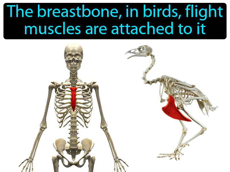 Sternum Definition Sternum Definition