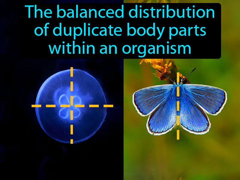 Symmetry Definition