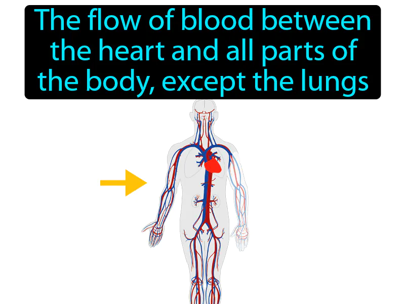 Systemic Circulation Definition Systemic Circulation Definition