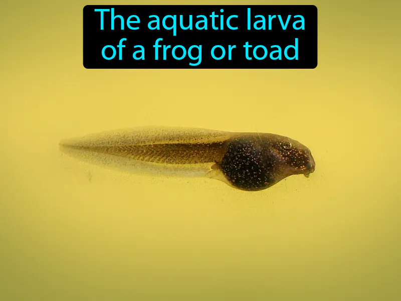 Tadpole Definition Tadpole Definition