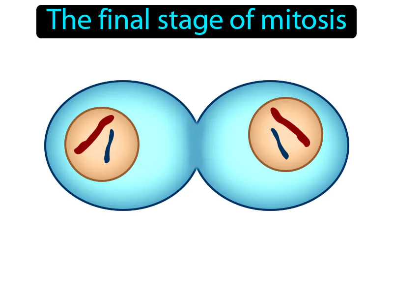 Telophase Definition Telophase Definition