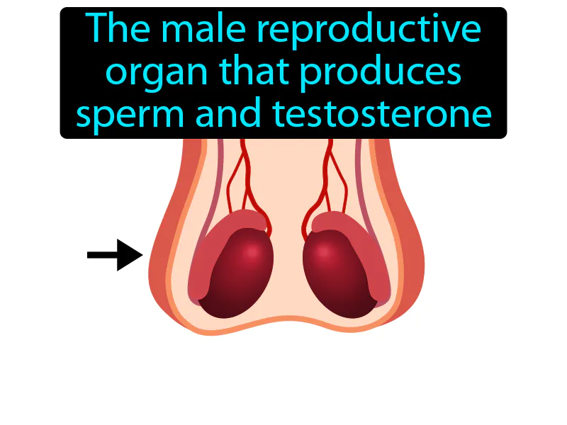 Testes Definition