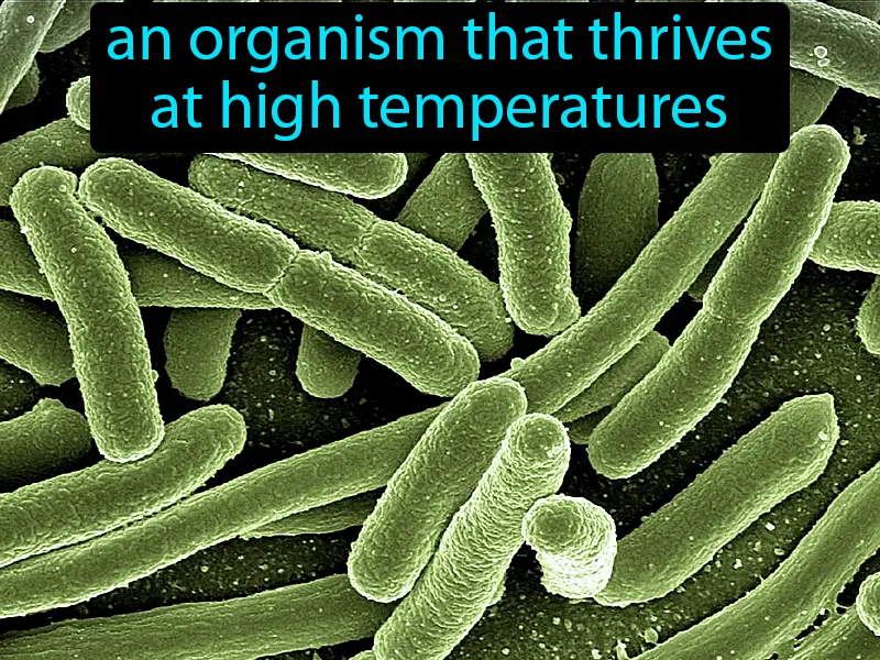 Thermophiles Definition