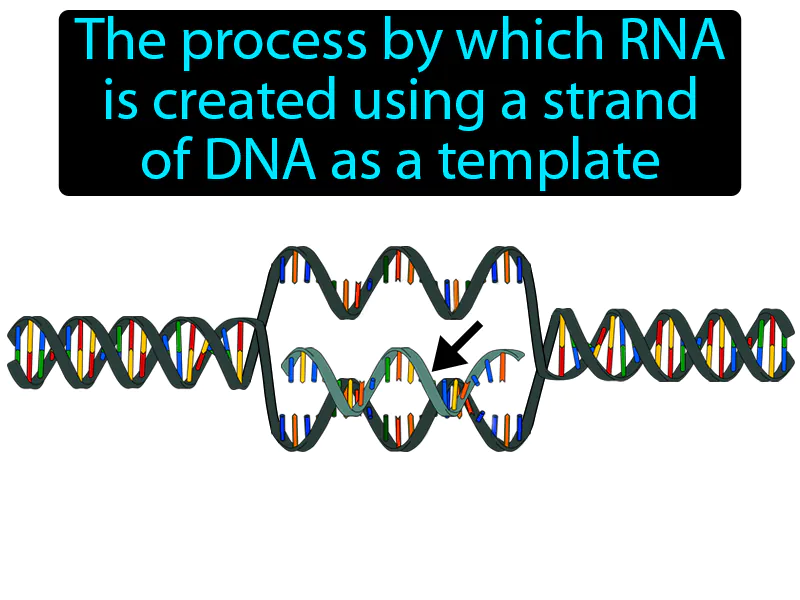 Transcription Definition Transcription Definition