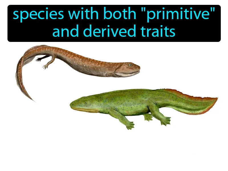 Transitional Species Definition Transitional Species Definition