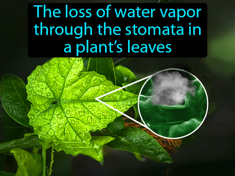Transpiration Definition Transpiration Definition