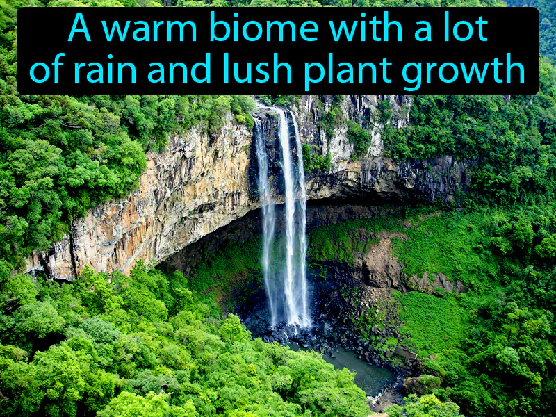 Tropical Rain Forest Definition Tropical Rain Forest Definition
