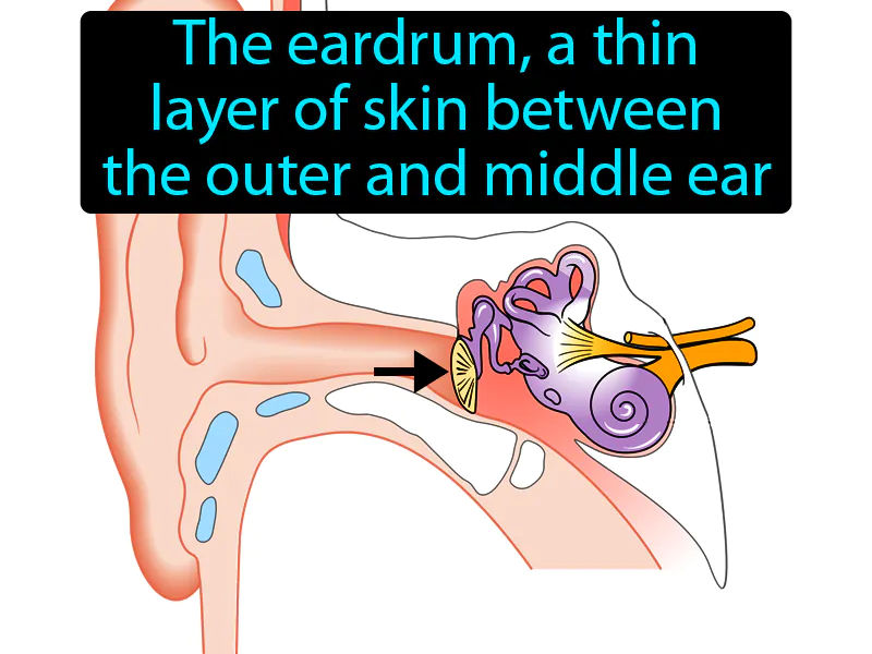 Tympanic Membrane Definition Tympanic Membrane Definition