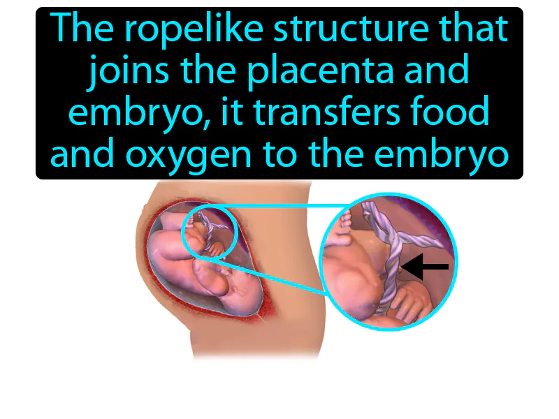Umbilical Cord Definition Umbilical Cord Definition