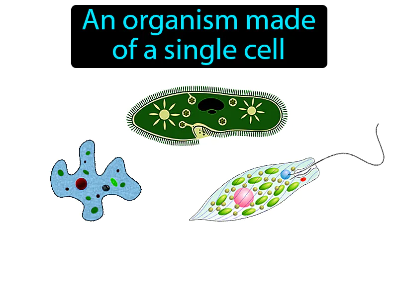 Unicellular Definition Unicellular Definition