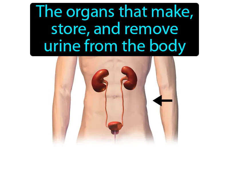 Urinary System Definition Urinary System Definition