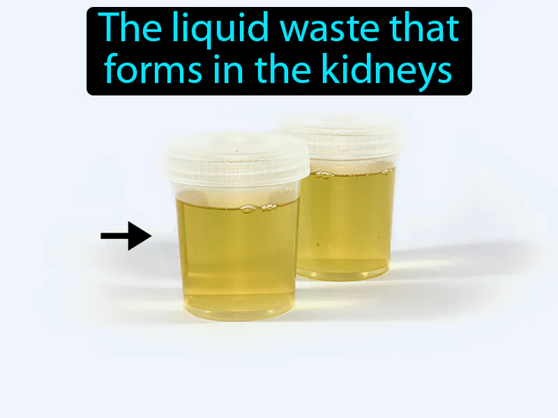 Urine Definition Urine Definition