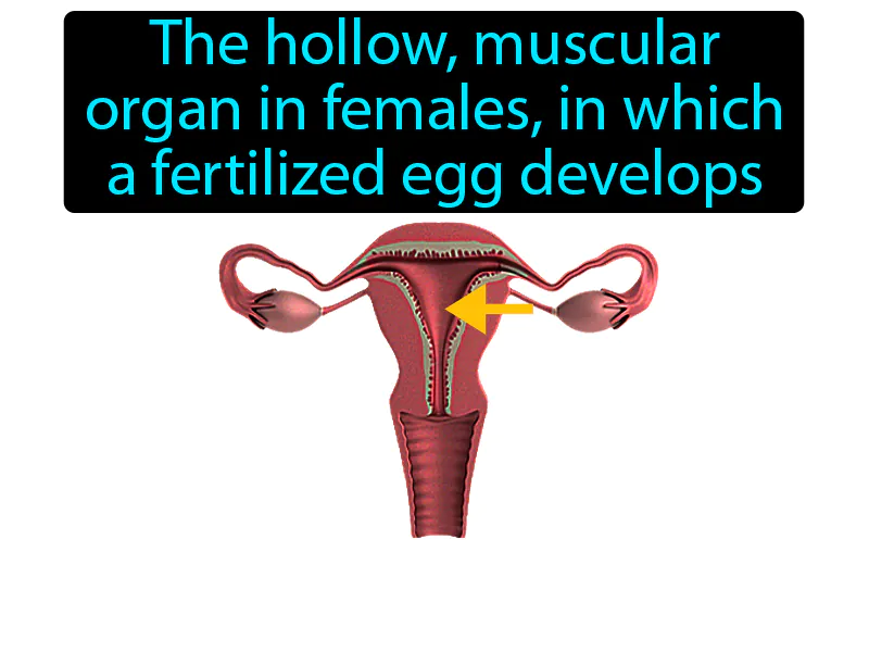 Uterus Definition