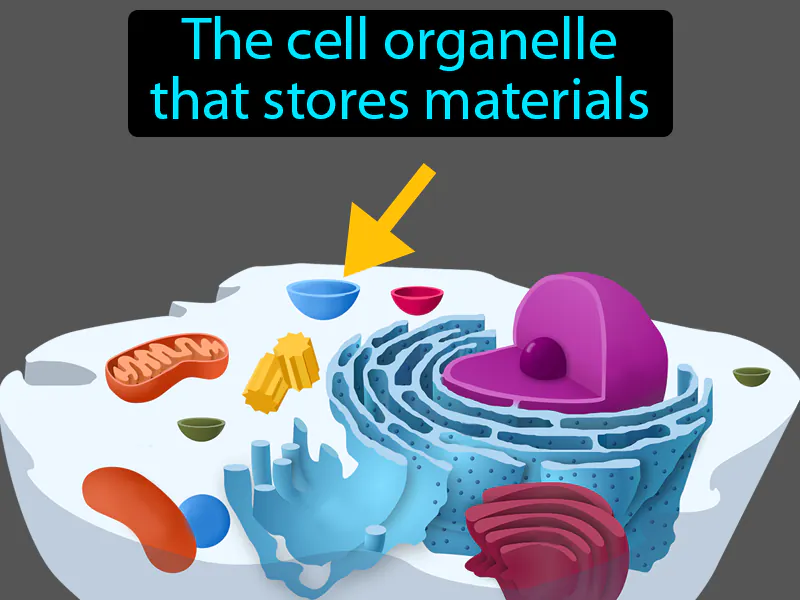 Vacuole Definition